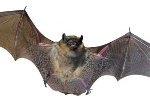 Excelsior Springs Bat Removal
