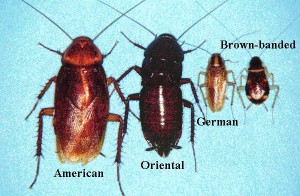 Gladstone Roach Exterminator