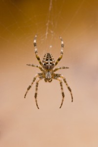 Spider Exterminators Kansas City