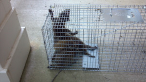 raccoon removal North Kansas City