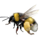 Kansas City Bumble bee removal