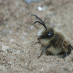 Kansas City ground bee exterminator