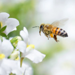 Honeybee flying to white Nemesia flower