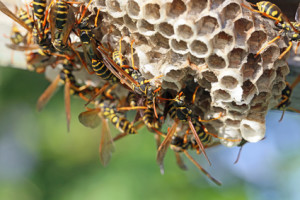 Wasp Exterminator in Kansas City 