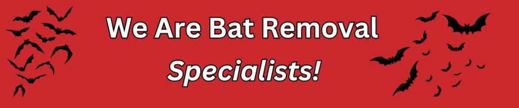 Kansas City Bat Removal Specialists